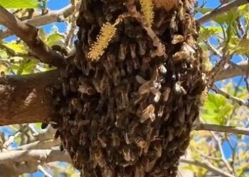Primavera en Valencia: Los bomberos intensifican la retirada de enjambres "exprés" en plena ciudad