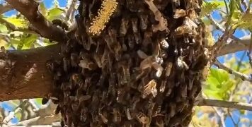 Primavera en Valencia: Los bomberos intensifican la retirada de enjambres "exprés" en plena ciudad