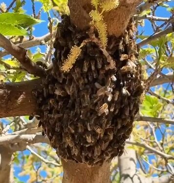 Primavera en Valencia: Los bomberos intensifican la retirada de enjambres "exprés" en plena ciudad