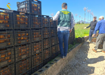La Guardia Civil desarticula una red de falsificación de trazabilidad cítrica en La Safor
