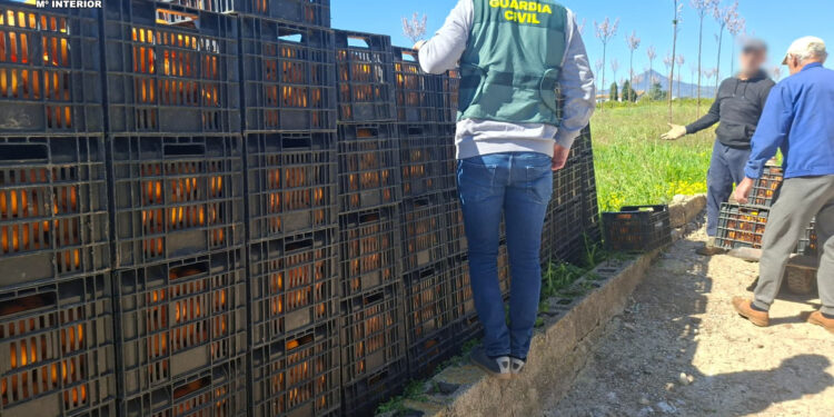 La Guardia Civil desarticula una red de falsificación de trazabilidad cítrica en La Safor 1 La Guardia Civil desarticula una red de falsificación de trazabilidad cítrica en La Safor
