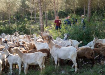 La Diputació de Valéncia apuesta por el pastoreo preventivo para blindar la Vall d’Albaida contra el fuego