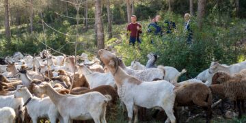 La Diputació de Valéncia apuesta por el pastoreo preventivo para blindar la Vall d’Albaida contra el fuego
