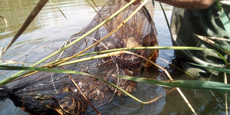 La Generalitat Valenciana intensifica el blindaje de los ecosistemas valencianos frente a las especies invasoras 1 La Generalitat Valenciana intensifica el blindaje de los ecosistemas valencianos frente a las especies invasoras