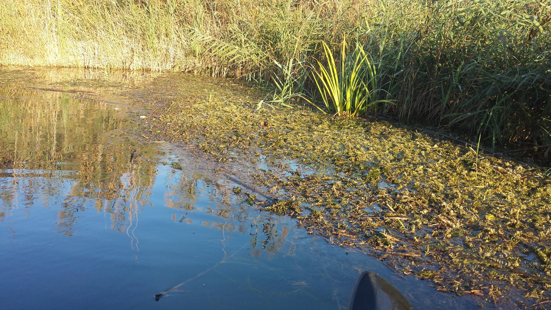 La Generalitat Valenciana intensifica el blindaje de los ecosistemas valencianos frente a las especies invasoras 2 HEqIwlybgAA4KOJ
