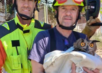 Un Búho Real es rescatado tras quedar atrapado y herido en Navarrés