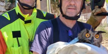 Un Búho Real es rescatado tras quedar atrapado y herido en Navarrés