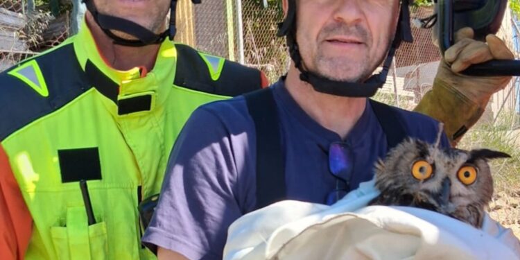 Un Búho Real es rescatado tras quedar atrapado y herido en Navarrés