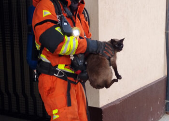 Heroico rescate de mascotas en un incendio en el interior de una vivienda en Alzira