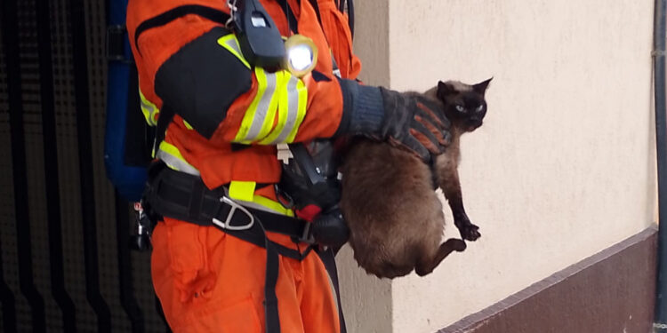 Heroico rescate de mascotas en un incendio en el interior de una vivienda en Alzira
