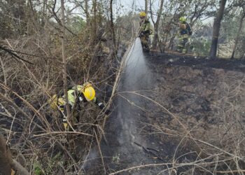 El Consorcio de Bomberos de Valencia logra controlar un incendio de cañar en Manises tras un rápido despliegue 21 El Consorcio de Bomberos de Valencia logra controlar un incendio de cañar en Manises tras un rápido despliegue