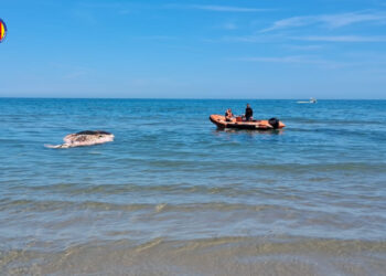 Operativo especial en Oliva para la retirada de una ballena sin vida de grandes dimensiones en la playa de Terranova