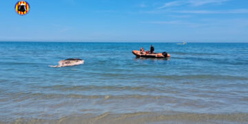 Operativo especial en Oliva para la retirada de una ballena sin vida de grandes dimensiones en la playa de Terranova
