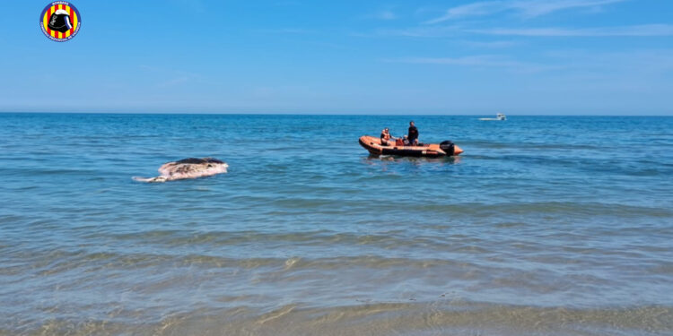 Operativo especial en Oliva para la retirada de una ballena sin vida de grandes dimensiones en la playa de Terranova