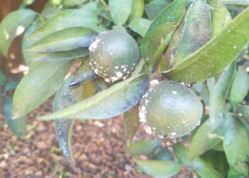 El Arte de mojarse y sin mojarse, las crónicas de las abstenciones