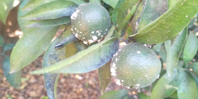 El Arte de mojarse y sin mojarse, las crónicas de las abstenciones