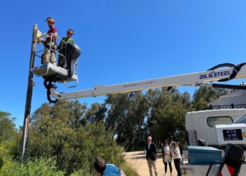 Valéncia refuerza la protección de sus murciélagos con la instalación de 80 refugios en la Devesa-Albufera