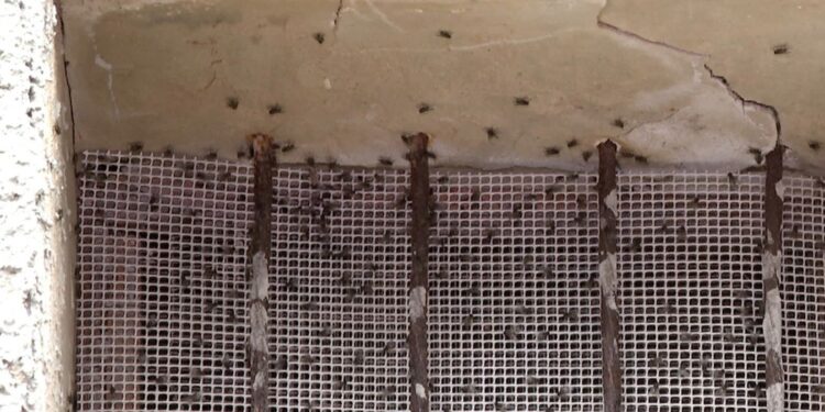 Una plaga de moscas altera la vida en El Ràfol de Salem y preocupa de cara al verano 1 aa9bc02b bf6c 40e8 b0c0 0c850a13d8b7 16 9 aspect ratio 1600w 1008356