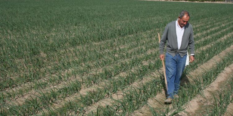 El campo valenciano estalla contra la "trampa burocrática" de las ayudas a los fertilizantes 1 El campo valenciano estalla contra la "trampa burocrática" de las ayudas a los fertilizantes