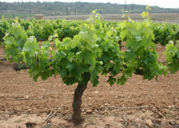 El sector vitivinícola valenciano exige al Gobierno medidas de choque ante la crisis de rentabilidad