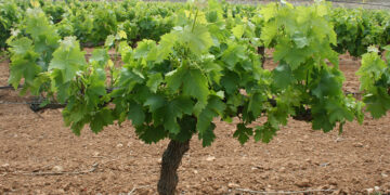 El sector vitivinícola valenciano exige al Gobierno medidas de choque ante la crisis de rentabilidad