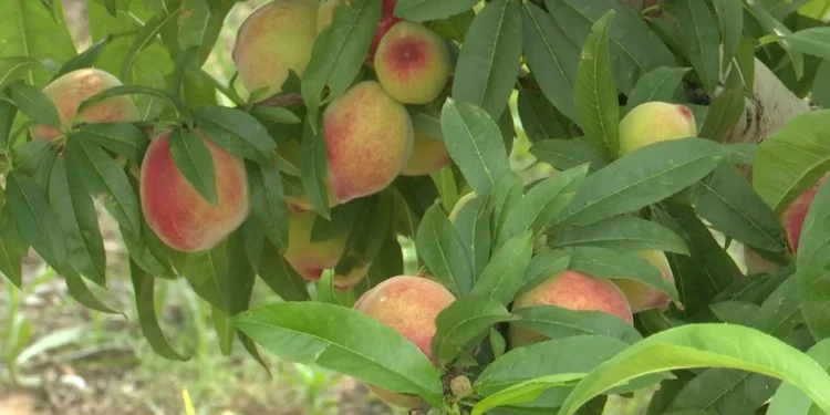 ef2c3871 b671 4c8a 8136 63b1eb123566 16 9 aspect ratio 1600w 0