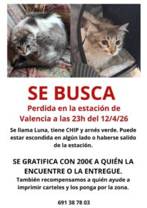 La b&uacute;squeda de Luna: Valencia se moviliza por la gata del arn&eacute;s verde desaparecida en la estaci&oacute;n