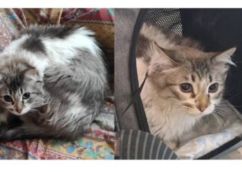 La búsqueda de Luna: Valencia se moviliza por la gata del arnés verde desaparecida en la estación