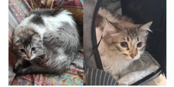 La búsqueda de Luna: Valencia se moviliza por la gata del arnés verde desaparecida en la estación