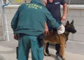 Investigan en Torrevieja al dueño de un perro con heridas provocadas por un collar de castigo