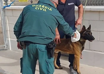 Investigan en Torrevieja al dueño de un perro con heridas provocadas por un collar de castigo