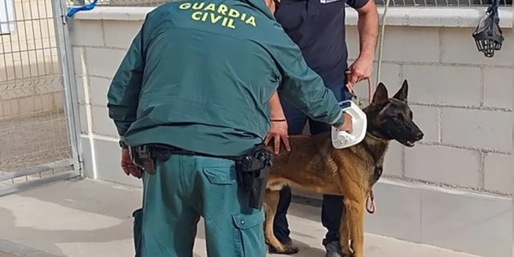 Investigan en Torrevieja al dueño de un perro con heridas provocadas por un collar de castigo