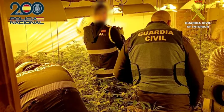 Desmantelada una red de plantaciones de marihuana entre Alcoi, Cocentaina y L’Alqueria d’Asnar