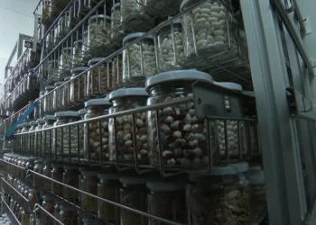 Las semillas valencianas que podrían sobrevivir al “fin del mundo”