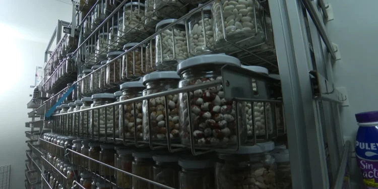 Las semillas valencianas que podrían sobrevivir al “fin del mundo”