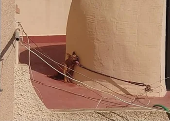 Condenada a un año de prisión por dejar morir a un perro atado al sol en una terraza de Torrevieja
