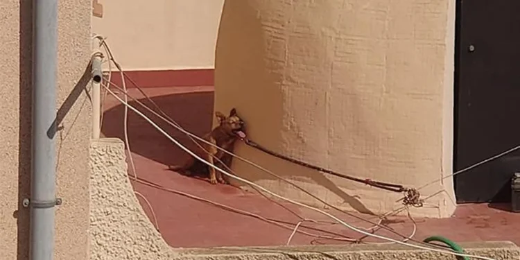 Condenada a un año de prisión por dejar morir a un perro atado al sol en una terraza de Torrevieja