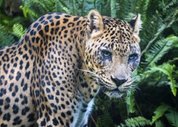 Adiós a Negombo: Fallece el Tercer Leopardo más Longevo de Europa en BIOPARC Valencia