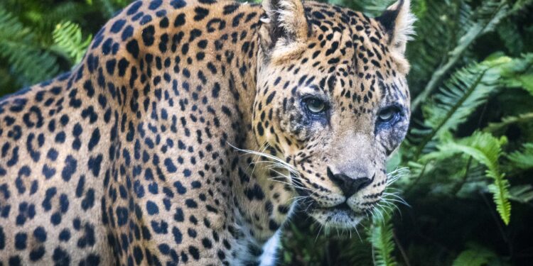 Adiós a Negombo: Fallece el Tercer Leopardo más Longevo de Europa en BIOPARC Valencia