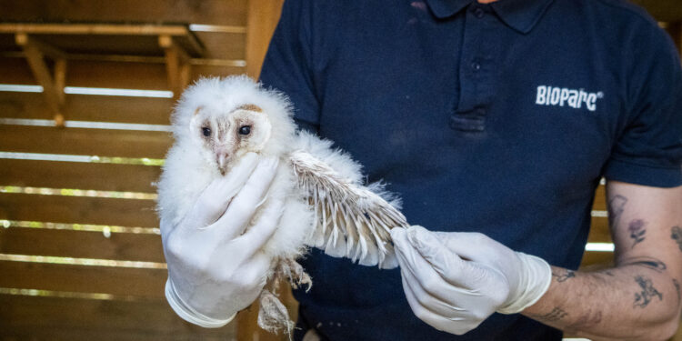 La Fundación BIOPARC impulsa la recuperación de la lechuza común en Valencia