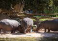 Fiesta subacuática en Bioparc Valencia para celebrar el cumpleaños de los hipopótamos Gori y Serena