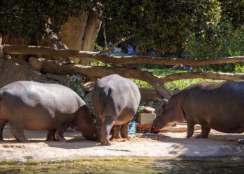 Fiesta subacuática en Bioparc Valencia para celebrar el cumpleaños de los hipopótamos Gori y Serena