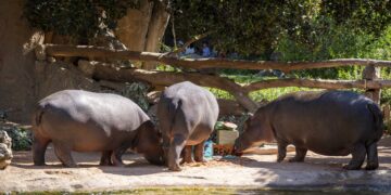 Fiesta subacuática en Bioparc Valencia para celebrar el cumpleaños de los hipopótamos Gori y Serena