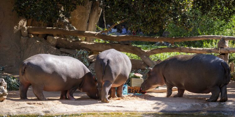 Fiesta subacuática en Bioparc Valencia para celebrar el cumpleaños de los hipopótamos Gori y Serena 1 Fiesta subacuática en Bioparc Valencia para celebrar el cumpleaños de los hipopótamos Gori y Serena