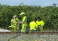 Nuevo robo de cable entre La Pobla Llarga y Alzira provoca retrasos en la línea C2 de Cercanías