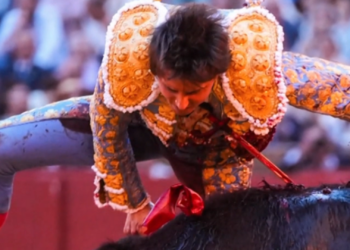 Roca Rey y Morante reaparecen en Jerez tras sus durisimas cogidas en Sevilla 5
