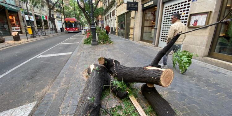 El PSPV denuncia una "tala indiscriminada" de árboles en la calle San Vicente