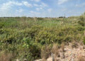AVA-ASAJA denuncia "la selva del Carraixet" y pide su limpieza ante otra riada en l'Horta Nort