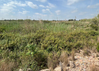 AVA-ASAJA denuncia "la selva del Carraixet" y pide su limpieza ante otra riada en l'Horta Nort