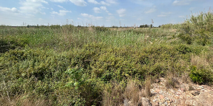 AVA-ASAJA denuncia "la selva del Carraixet" y pide su limpieza ante otra riada en l'Horta Nort